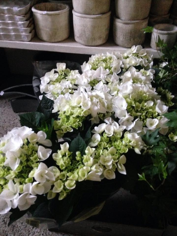 White Hortensia